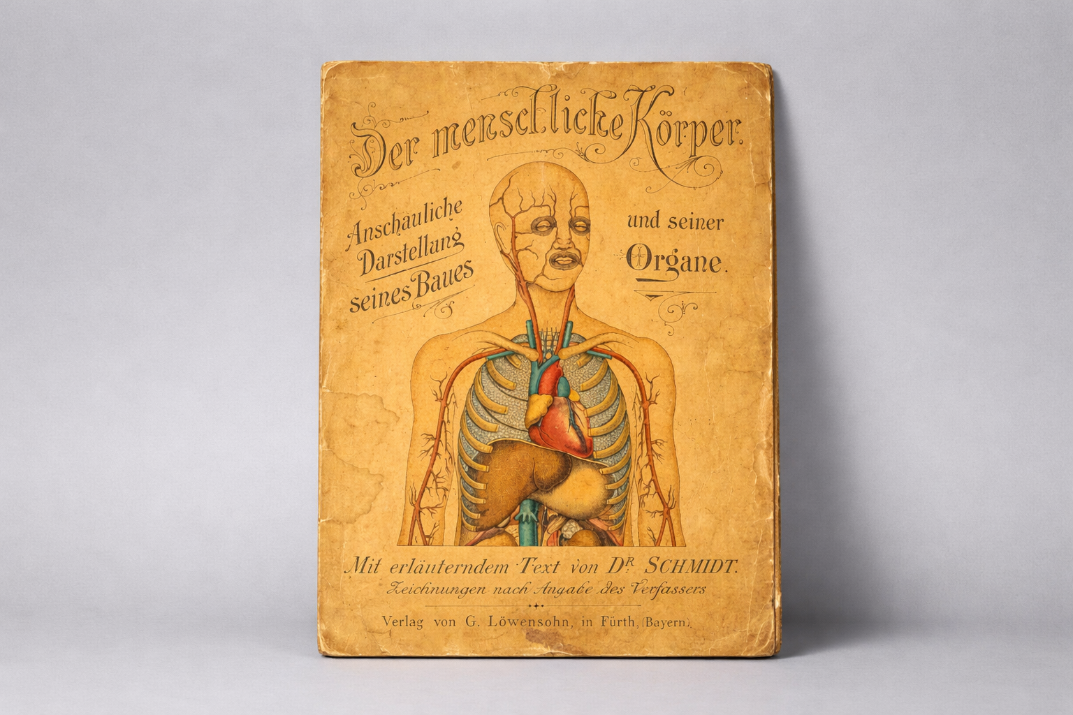 Der Menschliche Körper / İnsan Vücudu